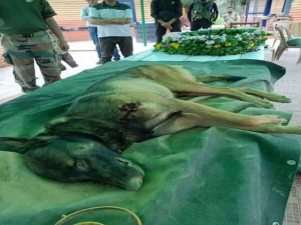 Army dog Axel dies after being shot during encounter with terrorists in Baramulla tribute will be paid today
