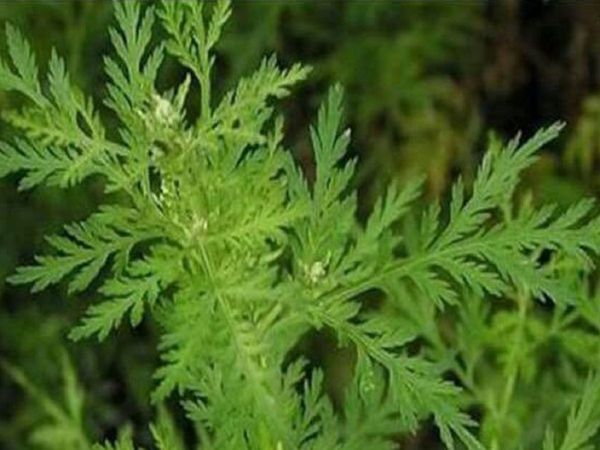 Artemisia Annua