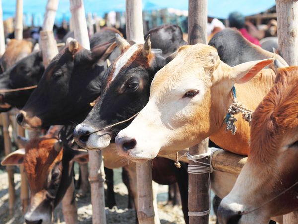 Assam ban on cow slaughter