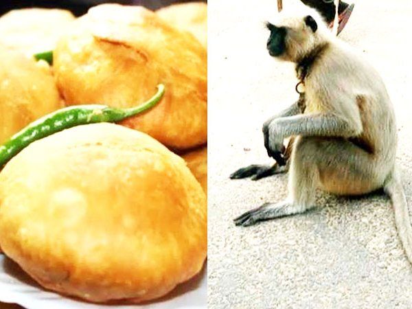 A Baboon comes to shop every day for breakfast of Kachori In bhartapur rajasthan
