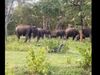 a video goes viral in which Strict security circles of elephant baby share by ias supriya sahu