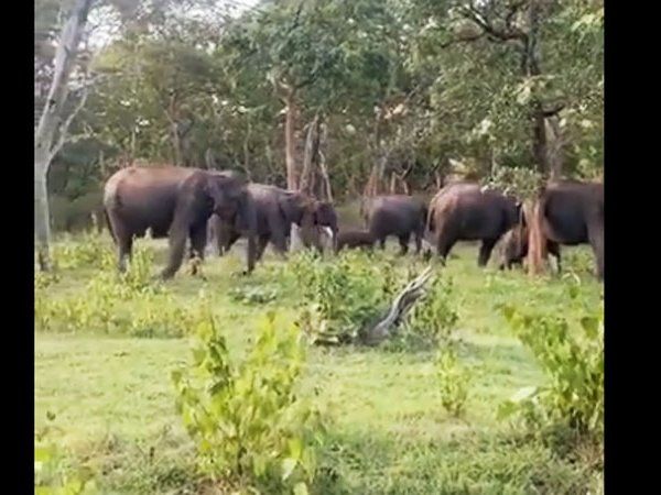 a video goes viral in which Strict security circles of elephant baby share by ias supriya sahu