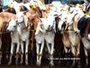 eid ul-adha 2021 date in india| Bakra Eid kab hai 2021,ईद उल अजहा 2021,बकरा ईद कब है 2021,Bakra Eid kab hai 2021,bakrid kab hai 2021 mein,2021 ka bakra eid kab hai,bakrid 2021 date,bakrid 2021 in india,bakrid 2021 date in india,bakra eid 2021 date