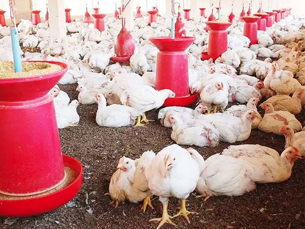 BIRD FLU IN VARIOUS STATE OF INDIA 