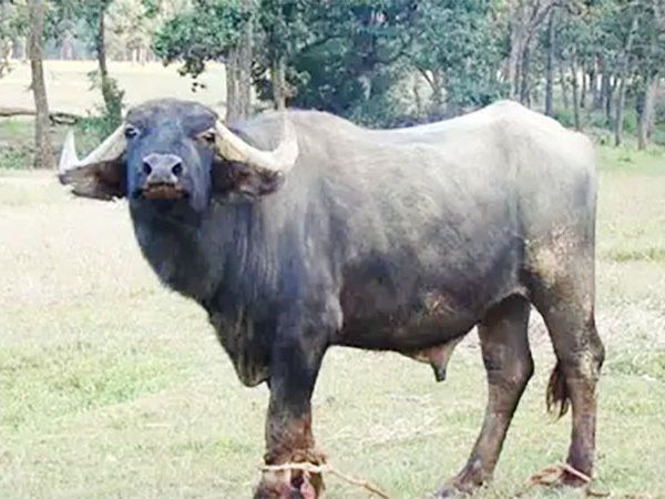 UP First animal crematorium