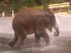 Baby elephant fun in water VIDEO