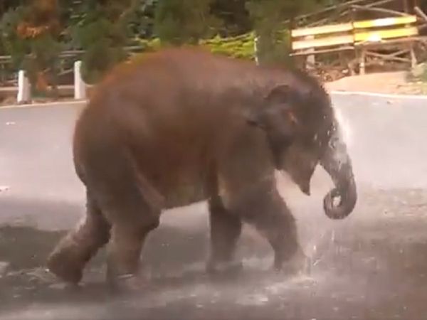 Baby elephant fun in water VIDEO