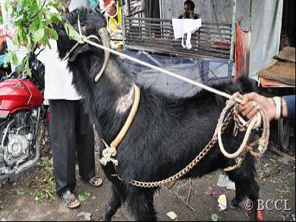 Muslim organization requested Uddhav govt to make necessary arrangements in slaughterhouses ahead of Bakrid