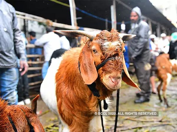 Bakrid 20202 You will be surprised to know the price of this goat