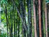 What is National Bamboo Mission? This will give farmers extra income