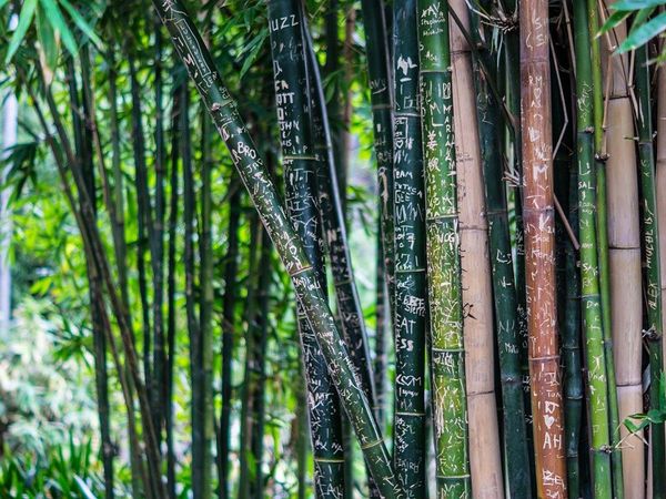 What is National Bamboo Mission? This will give farmers extra income