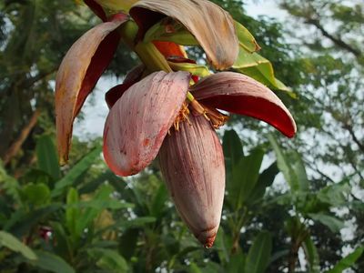 Banana Flower Banana Flower