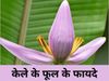 Banana Flower Benefits