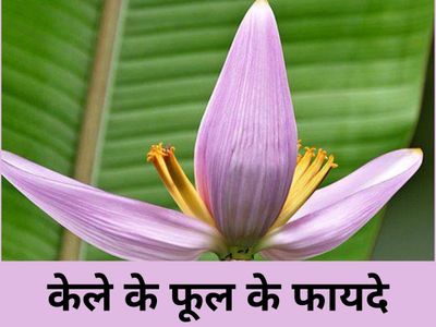 Banana Flower Benefits Banana Flower Benefits