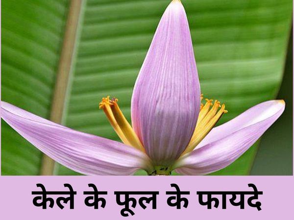 Banana Flower Benefits