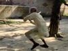 Funny Video Old Man Playing Cricket Viral Video in Hindi