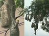 hanging nests 