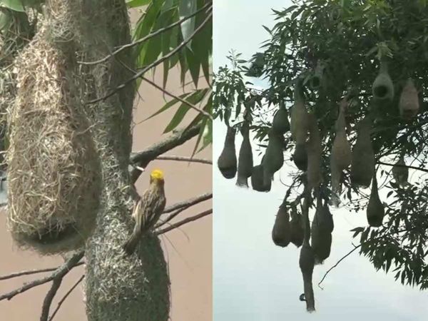 hanging nests 
