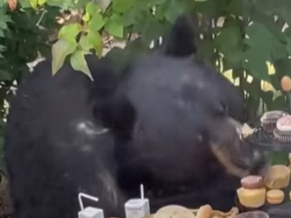 Viral Video bear reached two years old boy birthday party Then What Happened Watch Video
