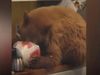Bear Viral Video Bear Enters Kitchen and Having Fried Chicken Funny Viral Video
