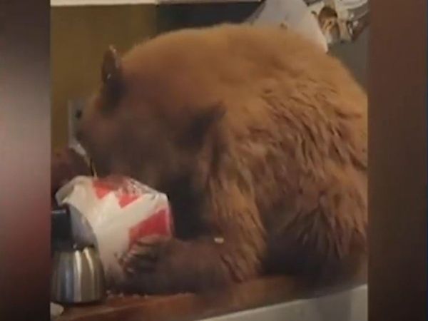 Bear Viral Video Bear Enters Kitchen and Having Fried Chicken Funny Viral Video