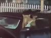 Two Bear Cubs Lock in Parked Car Then What Happened Watch Shocking Viral Video