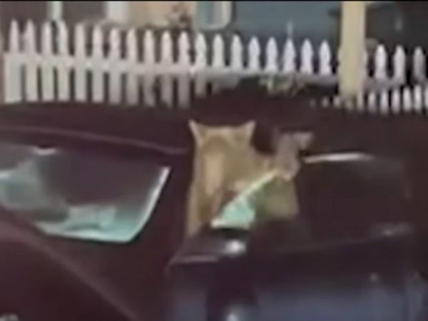 Two Bear Cubs Lock in Parked Car Then What Happened Watch Shocking Viral Video