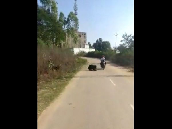 Viral Video Man was going on the bike suddenly bear appeared in front Watch Shocking Video