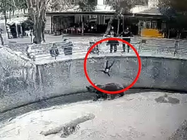 Mother Drop Her Daughter in front of Bear Then What Happened Watch Shocking Video