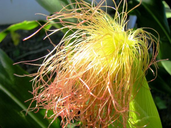 Benefits of Corn Hair