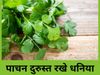 Benefits of Green Coriander