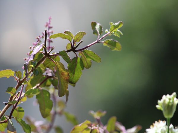 properties of tulsi