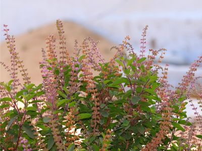 Benefits of Tulsi Benefits of Tulsi