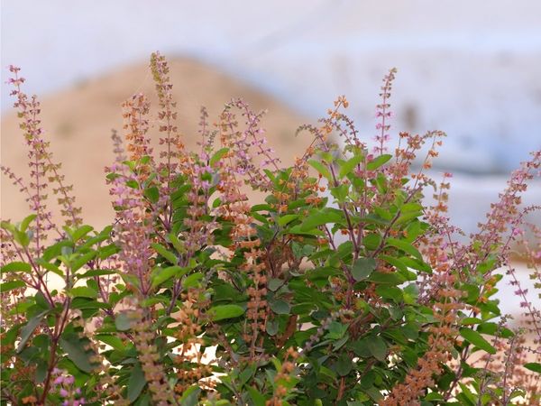 Benefits of Tulsi