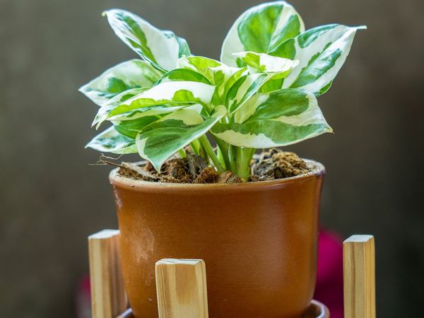 Betel Leaf| पान का पत्ता