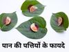 Betel Leaf