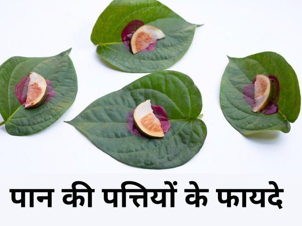 Betel Leaf