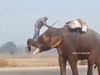 Elephant Video Man Climbs on Elephant look Like Bahubali Video Goes Viral