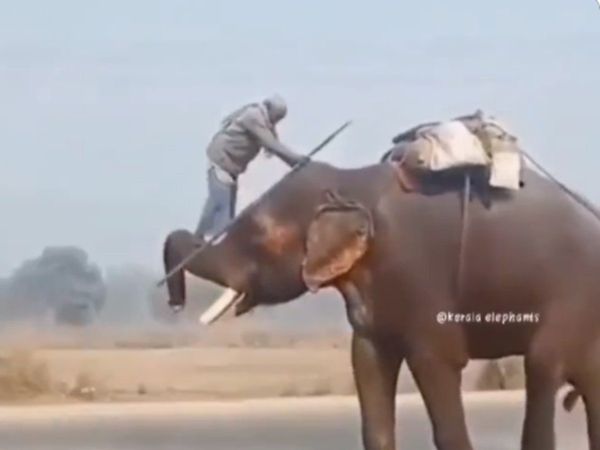 Elephant Video Man Climbs on Elephant look Like Bahubali Video Goes Viral