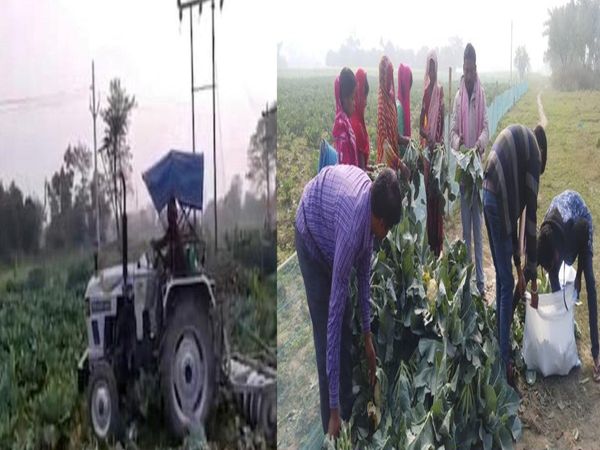 किसान नए कृषि कानूनों की बदौलत मिले गोभी के 10 गुना अधिक दाम
