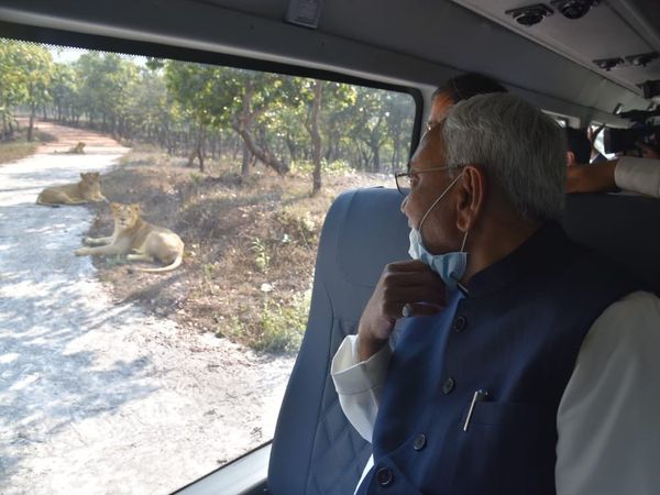 Rajgir Zoo Safari, Bihar Rajgir Zoo Safari, Rajgir Zoo Safari Bihar, Rajgir Zoo Safari ticket price, Rajgir Zoo Safari Nitish Kumar, Nitish Kumar Zoo Safari, Zoo Safari in Bihar, Bihar Zoo Safari, Bihar Zoo Safari Update, Nitish Kumar News