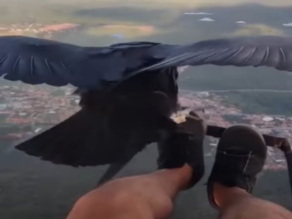 Man Fly With Bird in Sky Heart Winning Video Goes Viral