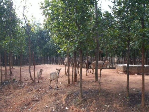 जैविक पार्क में दम तोड़ रही लोमड़ियां