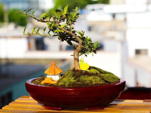 Bonsai and Feng Shui 