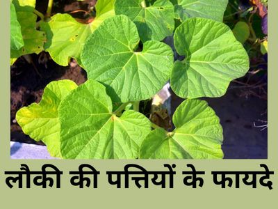 Bottle Gourd Leaves