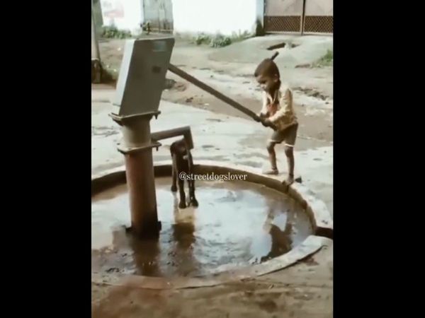 Boy Dog Cute Video Viral On Social Media