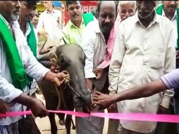 In Karnataka Angry Villagers Get A Buffalo To Inaugurate Bus Shelter 