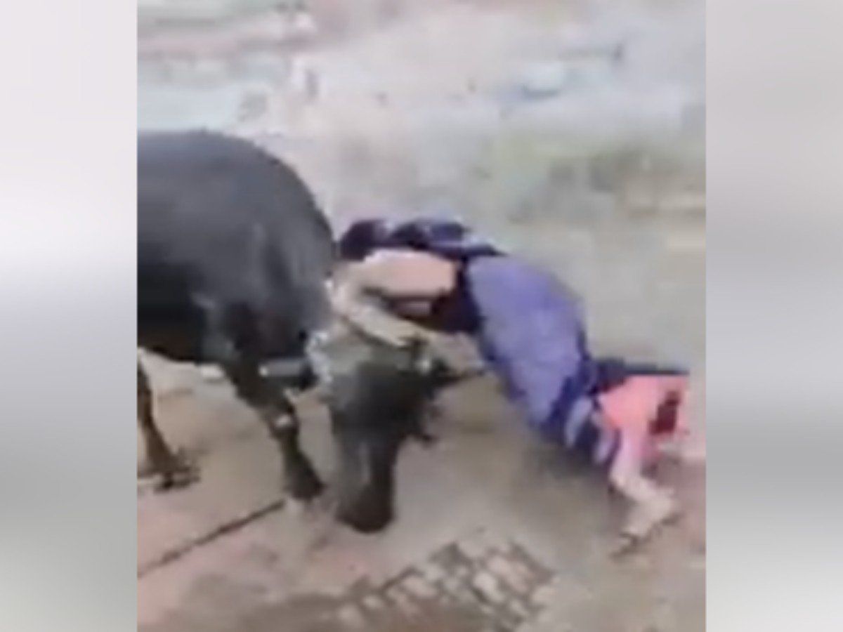 Viral Video: भैंस के साथ मजे ले रही थी महिला, मिली ऐसी पटकनी देखकर उछल जाएंगे आप
