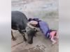 Funny Video Buffalo Attack on Woman Then What happened Watch Viral Video