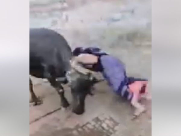 Funny Video Buffalo Attack on Woman Then What happened Watch Viral Video